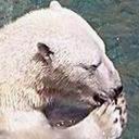 Polar Bear Feeding avatar