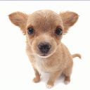 Puppy 1 avatar