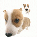 Puppy 2 avatar
