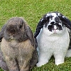 Bunnies avatar