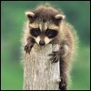 Racoon baby avatar