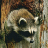 Racoon gif avatar