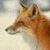 Red Fox avatar