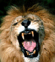 Roaring Lion avatar