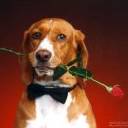Romantic Dog avatar