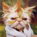 Scruffy Cat avatar
