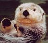 Sea Otter avatar
