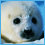 Seal pup avatar