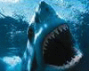 Shark avatar
