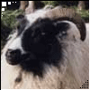 Sheep avatar
