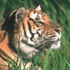 Siberian Tiger gif avatar