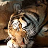Siberian Tiger jpg avatar