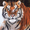 Siberian Tiger 2 avatar
