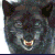 Snarling wolf avatar