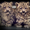 Snow Leopard cubs avatar