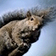 Squirrel gif avatar