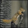 Squirrel jpg avatar
