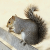 Squirrel 2 avatar