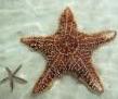 Starfish in the water avatar