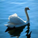 Swanning Around avatar