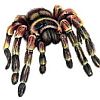 Tarantula avatar