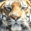 Tiger Closeup avatar