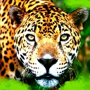 Tiger Looking At You avatar