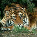 Tiger at rest avatar