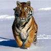 Tiger in the Water avatar