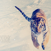 Tiger runs avatar