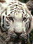 Tiger avatar