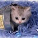 Tinned Kitten avatar