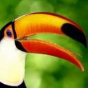 Toucan Play That Game avatar