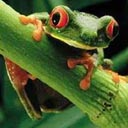 Tree Frog Perched avatar