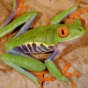 Tree Frog gif avatar