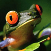 Tree Frog 2 avatar