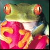 Tree Frog 3 avatar