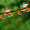 Tree Frogs avatar