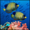 Tropical fish avatar