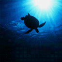 Turtle Sillouhette 2 avatar