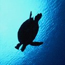Turtle Sillouhette avatar
