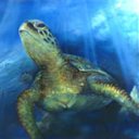 Turtle Underwater avatar