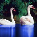 Two Swans 2 avatar