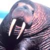 Walrus avatar