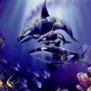 Whales Underwater avatar