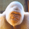 White Gorilla avatar