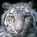 White Tiger avatar