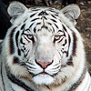 White Tiger 2 avatar