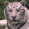 White Tiger 3 avatar