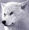 White Wolf avatar